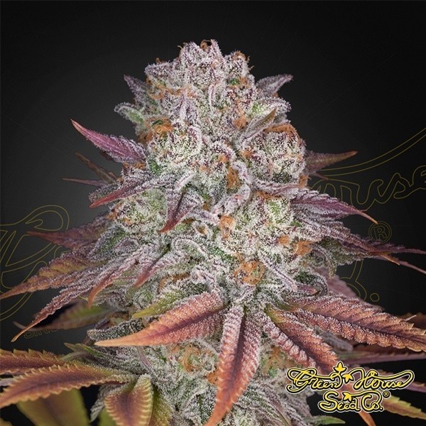 View Pulp Friction Green House Seeds
