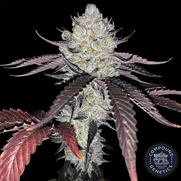 View Marshmallow OG