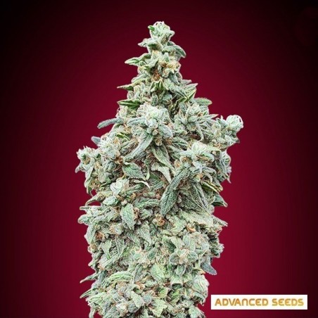 Cherry Pie Advanced Seeds