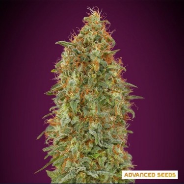 View Zkittlez Fast Advanced Seeds