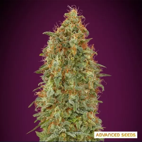 Sicht Zkittlez Fast Advanced Seeds