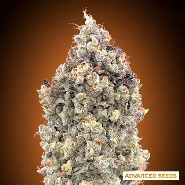 Sicht Auto Watermelon OG