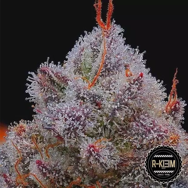 Sicht El Xupet Negre R-Kiem Seeds