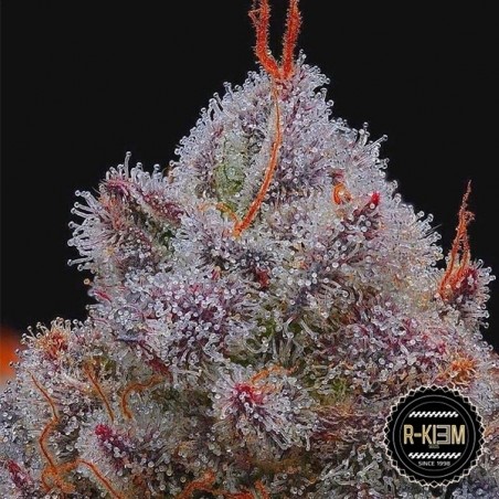 El Xupet Negre R-Kiem Seeds