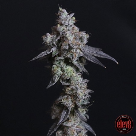 Lady Kush Elev8 Samen