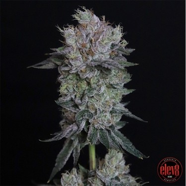 View Tiki Tom elev8 seeds