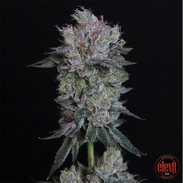 View Tiki Tom elev8 seeds