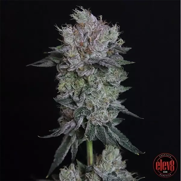 Sicht Tiki Tom elev8 seeds