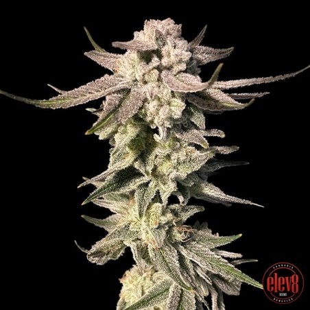 White Blizzard elev8 Samen