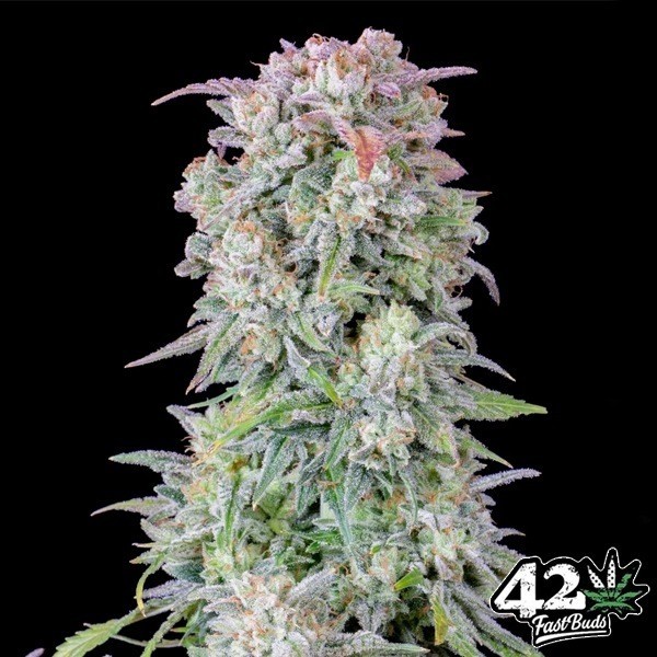 View Afghan Kush Auto