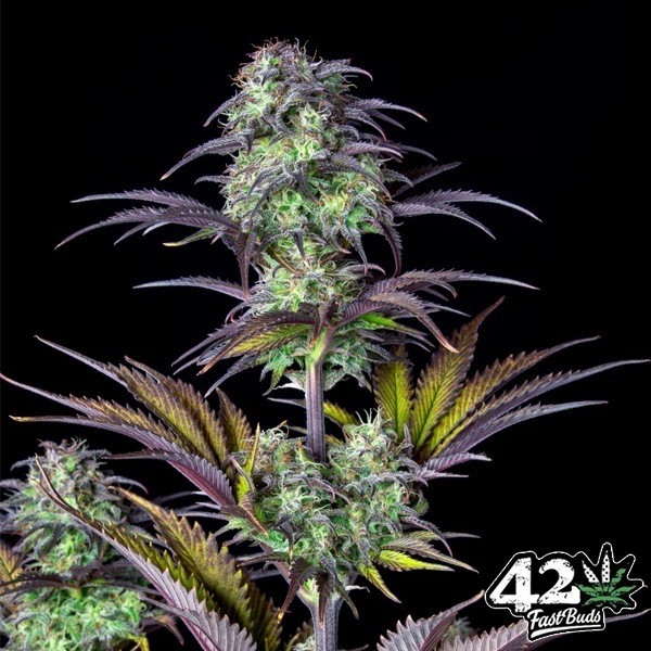 View Blueberry Auto
