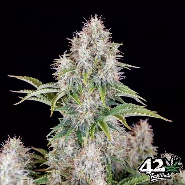 Cinderella Auto Fast Buds Auto