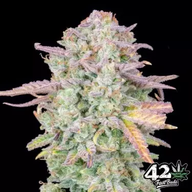 Trainwreck Auto Fast Buds Auto