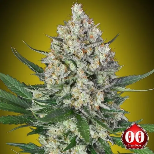 Sicht Lemon OG 00 Seeds