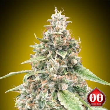 View Auto Lemon OG 00 Seeds