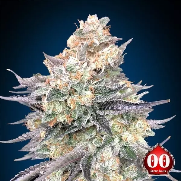 Sicht Blue Dream 00 Seeds