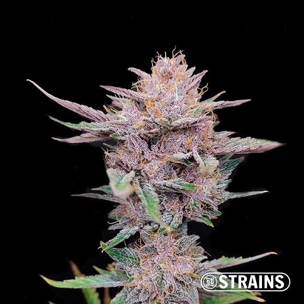 View Tropicanna Cookies Ultra Fast