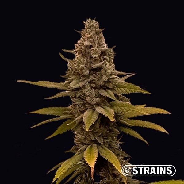 View M.A.C&Rena Sorbet