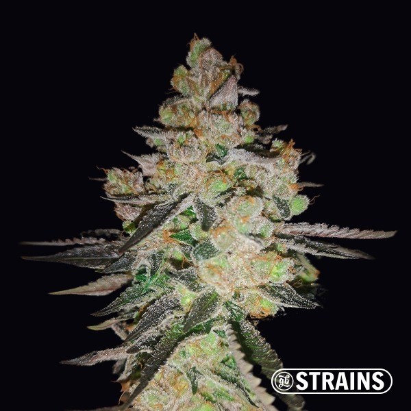 View OG Kush CBD