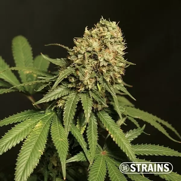 Sicht Tropicanna Cookies