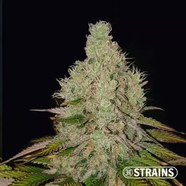 Sicht Auto Tropicanna Cookies XXL