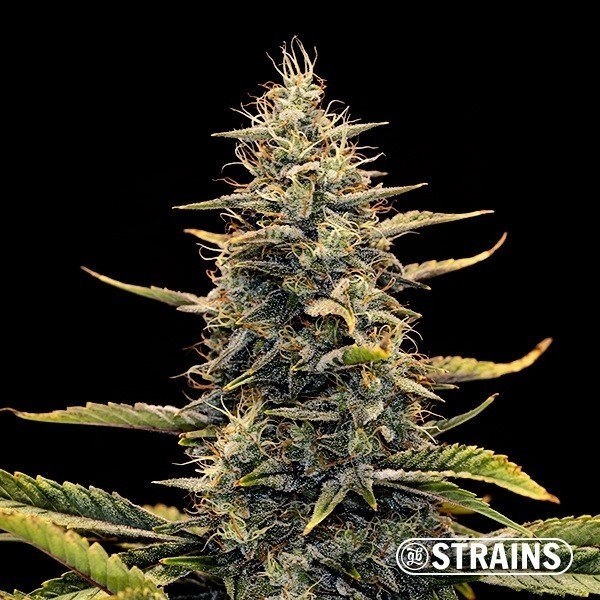 View Auto Strawberry Banana XXL