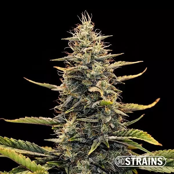 Sicht Auto Strawberry Banana XXL