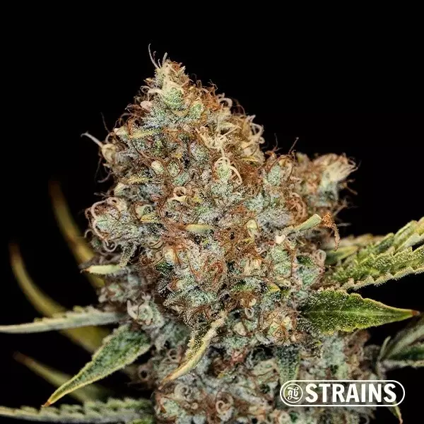 Sicht Auto Mimosa Cocktail XXL