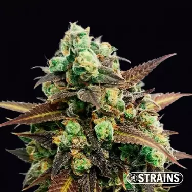 Auto Tangerine Kush GB Strains