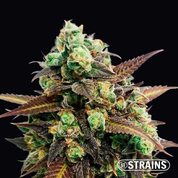 View Auto Tangerine Kush GB Strains