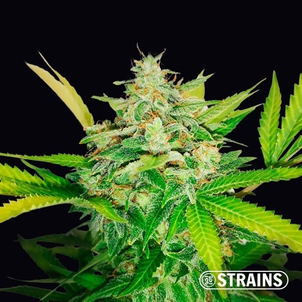 View Auto Gold Pineapple