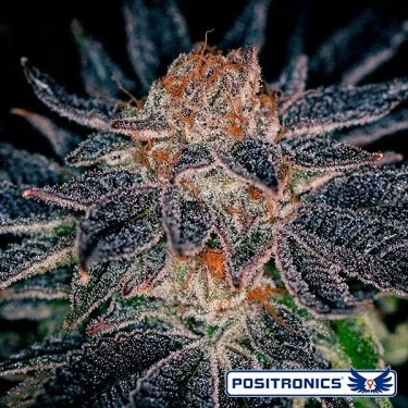 View Gelato 47