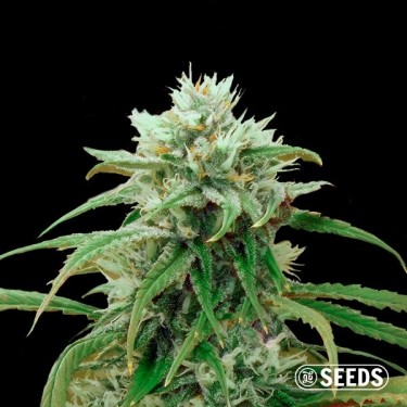 View Amnesia Fast CBD