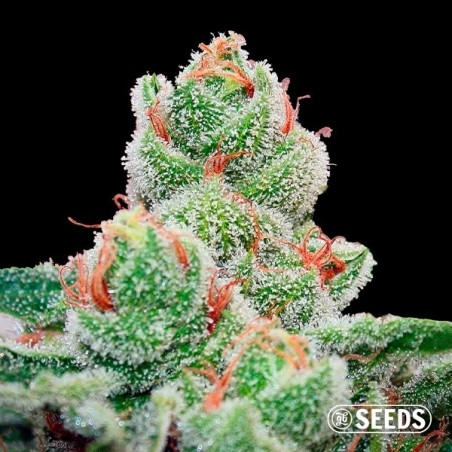 Blueberry Cheesecake Fast 100% feminizada