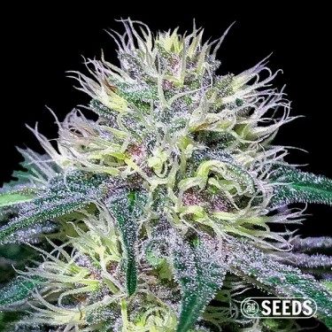 View Original Amnesia Fast 100% feminizada