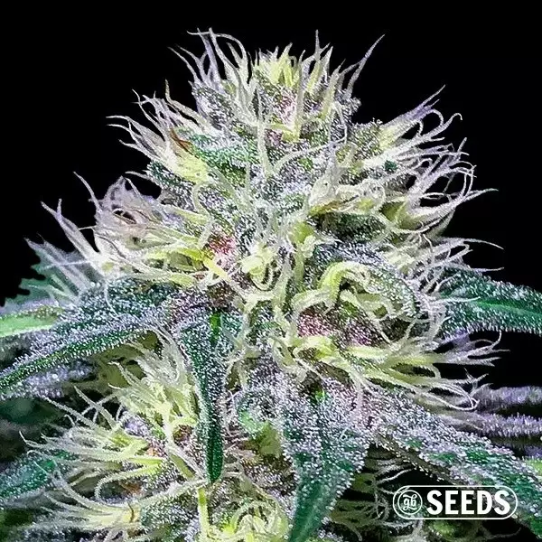 Sicht Original Amnesia Fast 100% feminizada