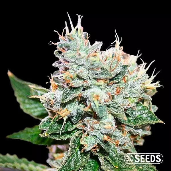 Sicht Larry OG S1 100% Feminizada