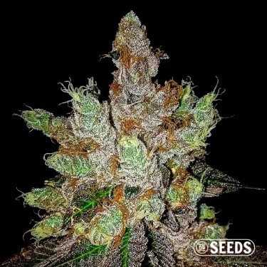 View GMO Cookies 100% feminizada