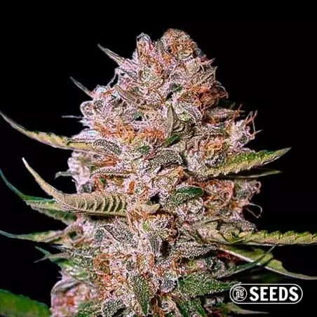Critical CBD 100% feminizada