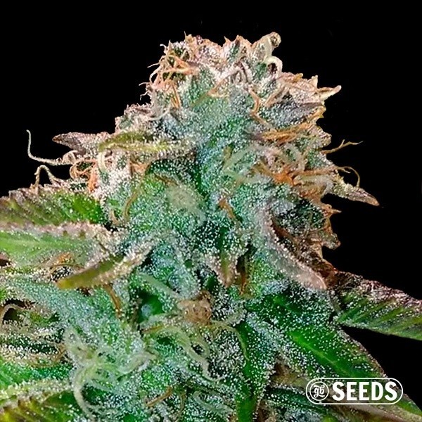 View Bruce Banner
