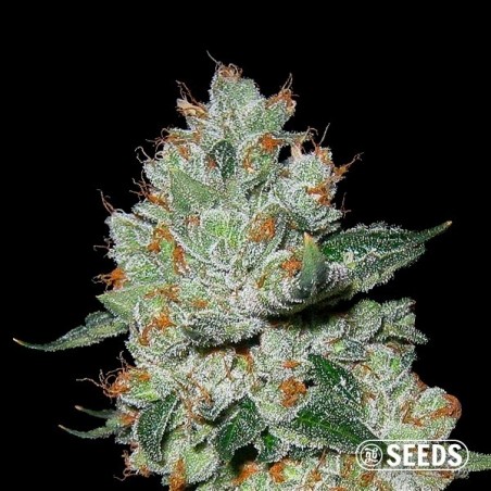 OG Kush 100% feminizada