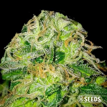 Jack Herer 100% feminizada