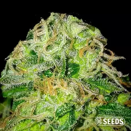 Jack Herer 100% feminizada