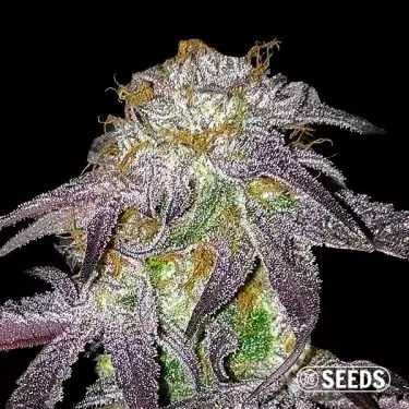 Black Domina 100% feminizada