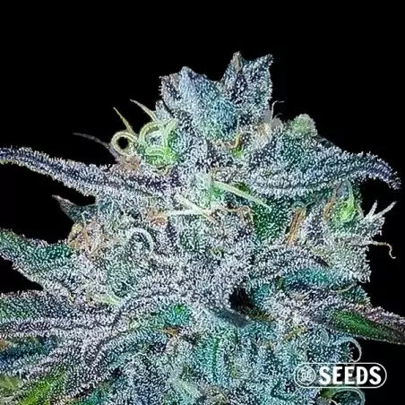 BlueBerry 100% feminizada