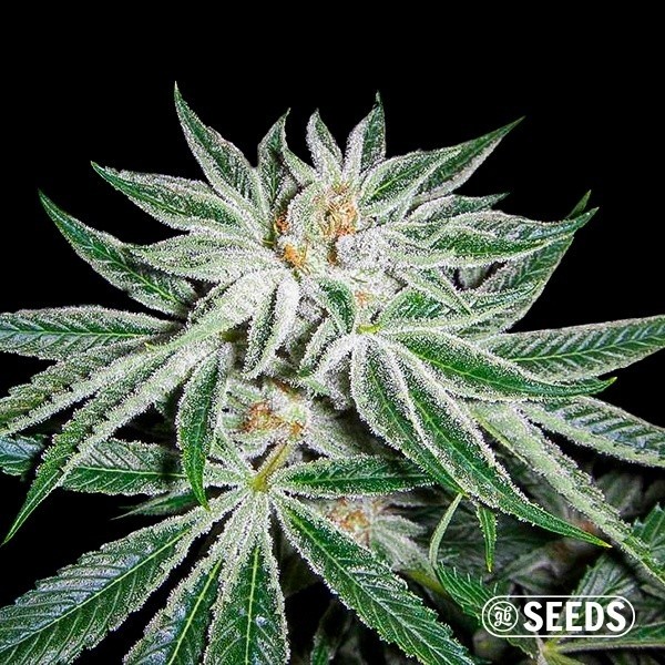 White Widow 100 % feminisiert