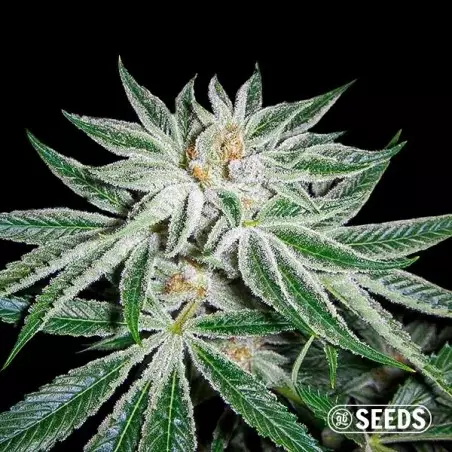 White Widow 100% feminizada