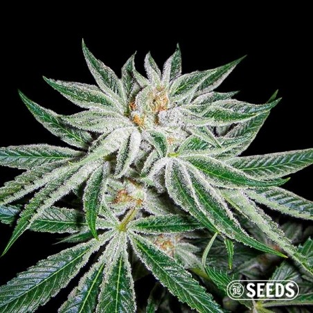 White Widow 100 % feminisiert