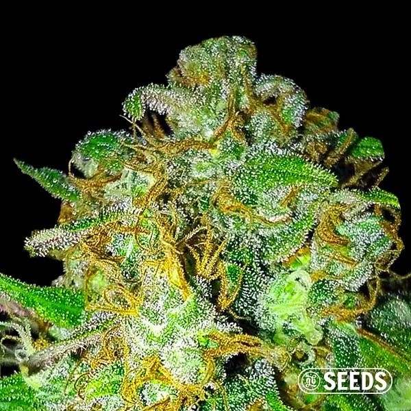 View Super Skunk