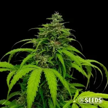 Auto White CBG 100% feminizada